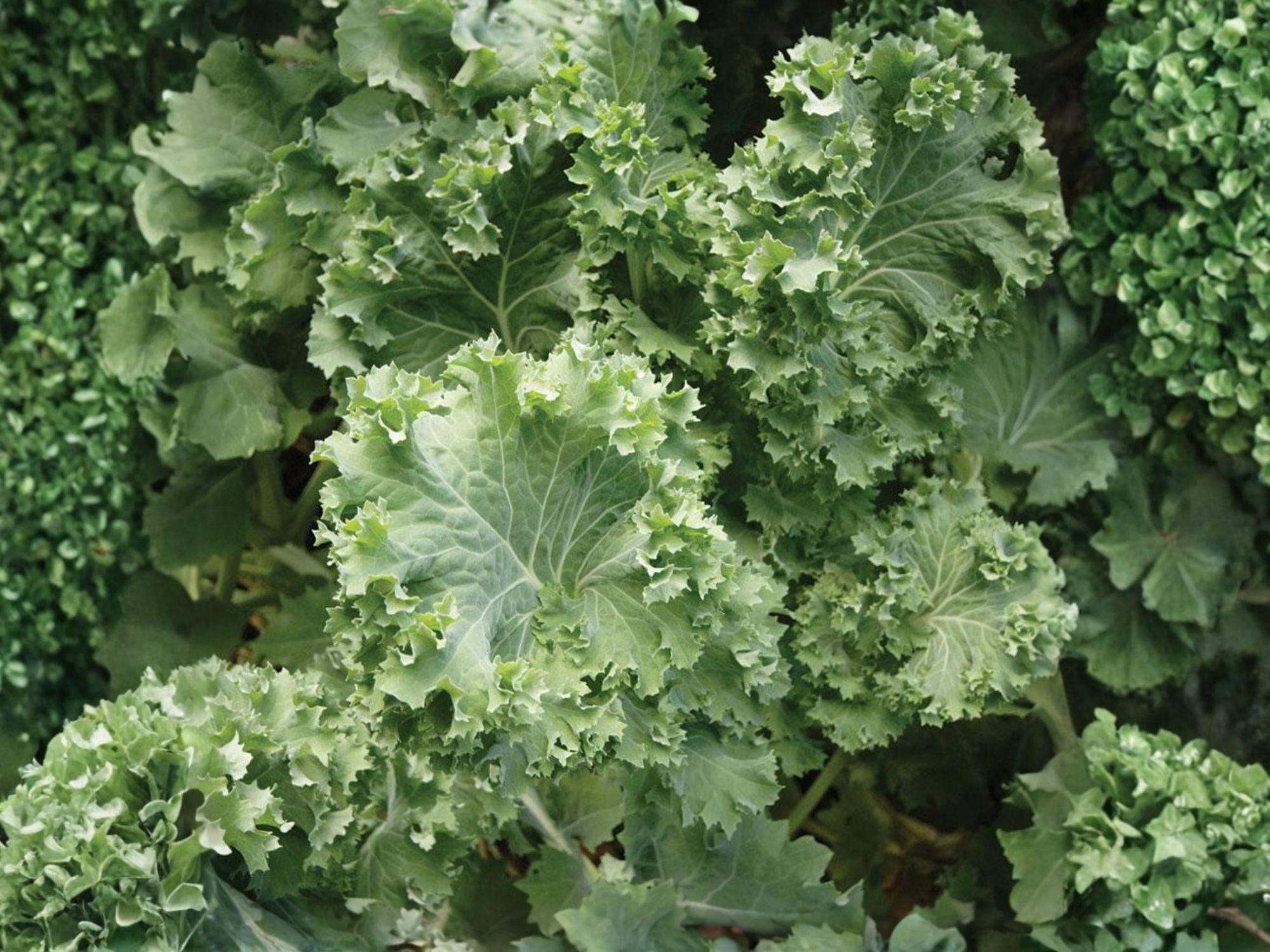 Dwarf Siberian Kale Seeds – Cold Hardy Heirloom Vegetable, 500 Non-GMO, Blue-Green Leaves, Fast-Growing, Frost Tolerant