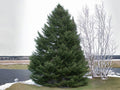 Abies Balsamea Seeds – Lake State Balsam Fir Tree – 30 Evergreen Conifer Seeds for Reforestation & Landscaping