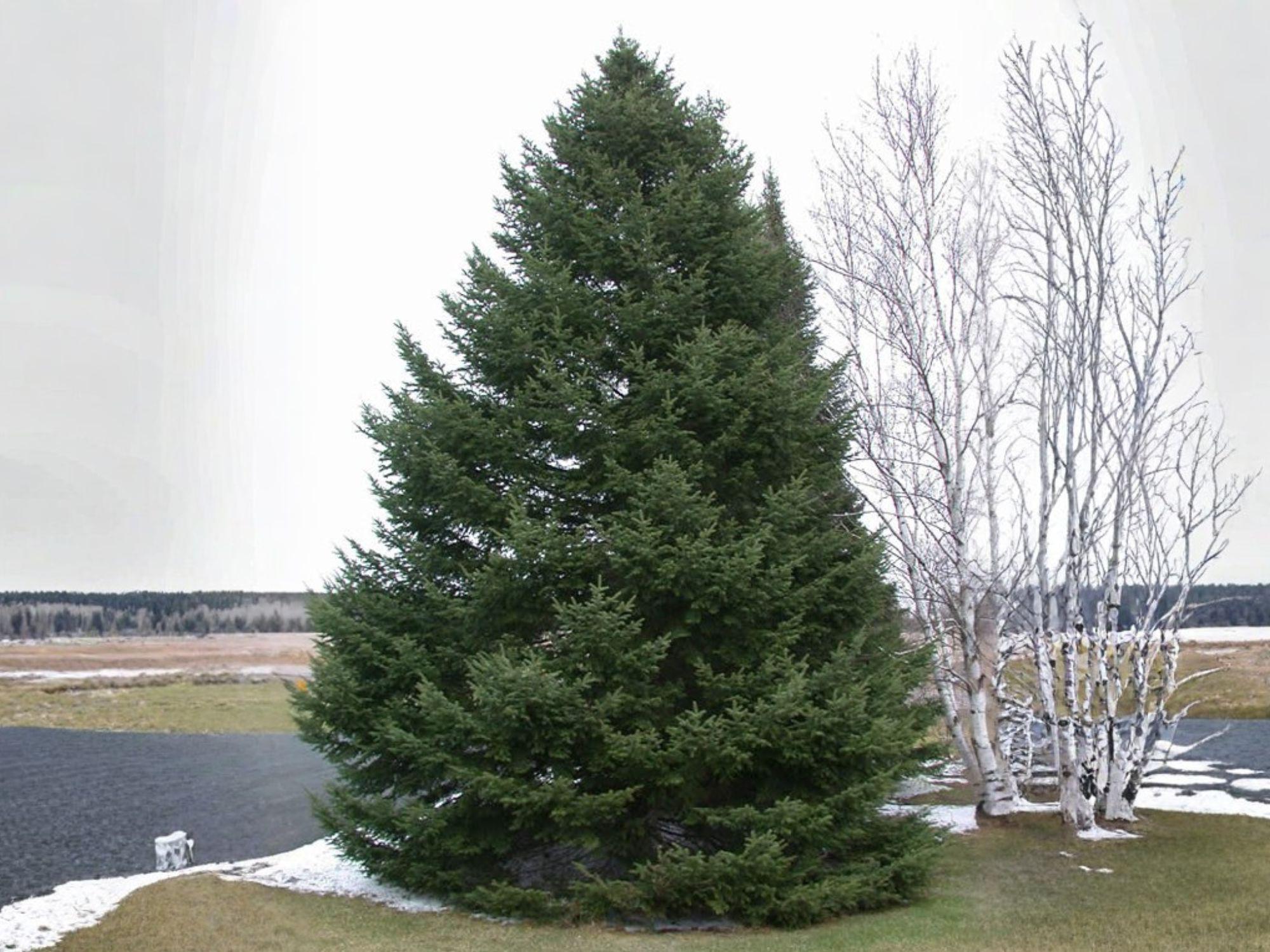 Abies Balsamea Seeds – Lake State Balsam Fir Tree – 30 Evergreen Conifer Seeds for Reforestation & Landscaping