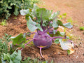 Purple Vienna Kohlrabi Seeds – Heirloom Vegetable, Cool-Season, Non-GMO, 100 Seeds for Garden, Raised Bed & Container Growing
