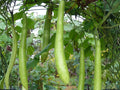 Cucuzzi Gourd Seeds – Italian Long Green Vining Vegetable for Home Garden, Cucuzzi Squash, Heirloom Seed Pack