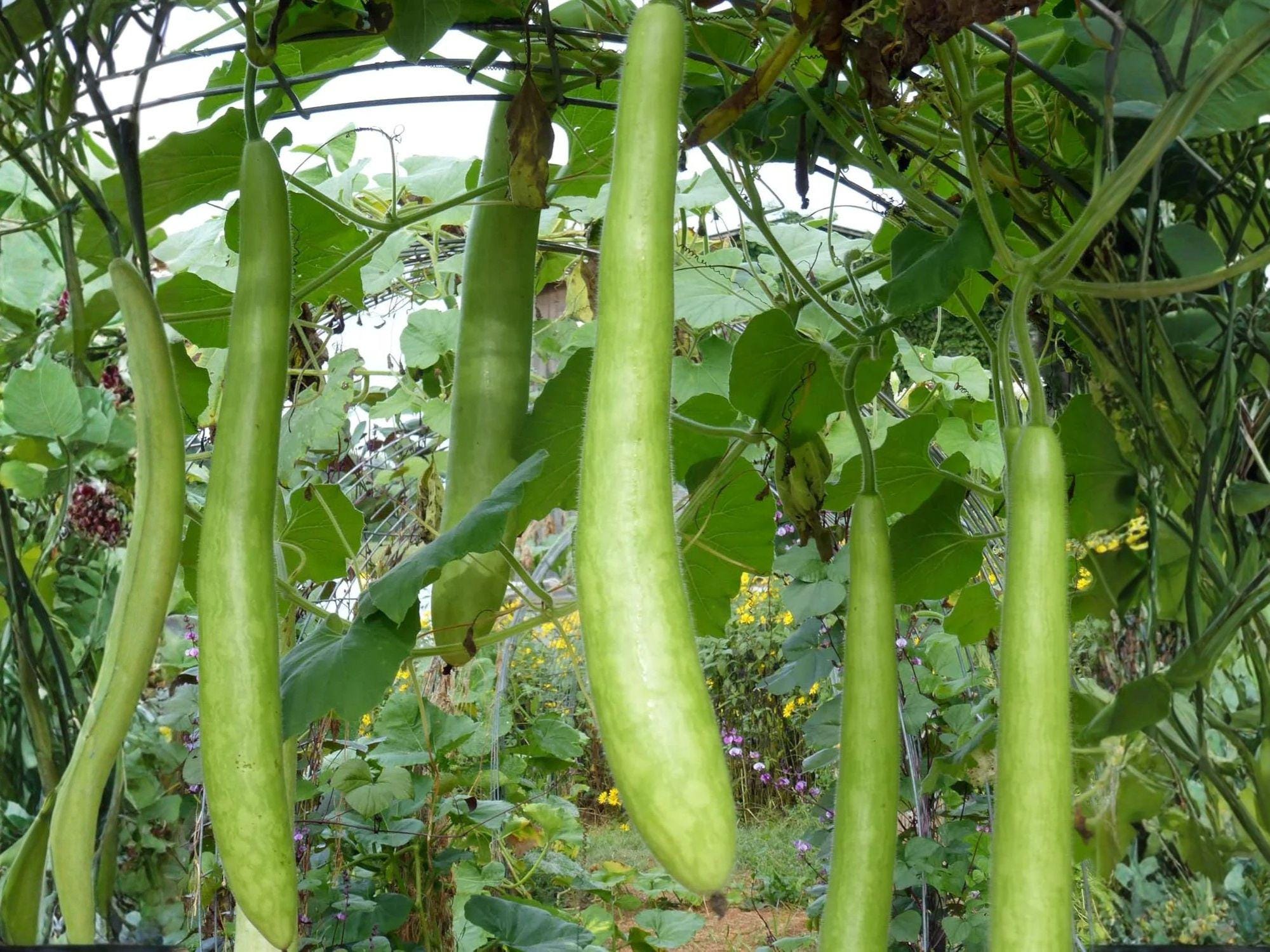 Cucuzzi Gourd Seeds – Italian Long Green Vining Vegetable for Home Garden, Cucuzzi Squash, Heirloom Seed Pack