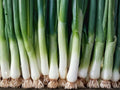 American Flag Leek Seeds - Heirloom Cold Hardy Vegetable, 100 Non-GMO Seeds for Garden Beds & Containers