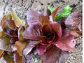 Rouge d’Hiver Lettuce Seeds – Red Romaine Heirloom, Cold Hardy Salad Green, Non-GMO, 1000 Seeds