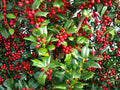 Ilex Cornuta Seeds – Chinese Holly Tree – Evergreen Shrub with Red Berries – Ornamental Hedge and Landscape Plant