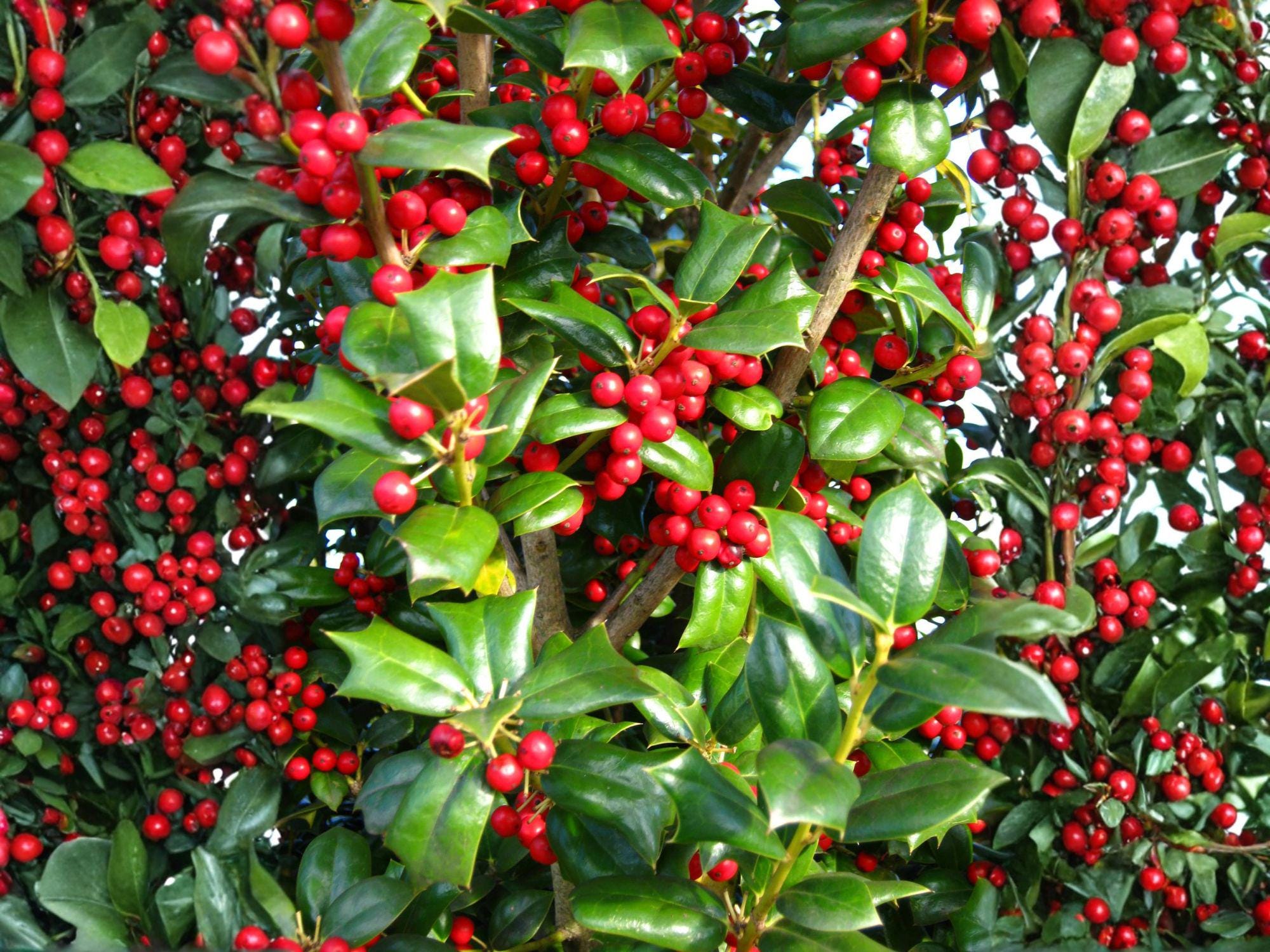 Ilex Cornuta Seeds – Chinese Holly Tree – Evergreen Shrub with Red Berries – Ornamental Hedge and Landscape Plant