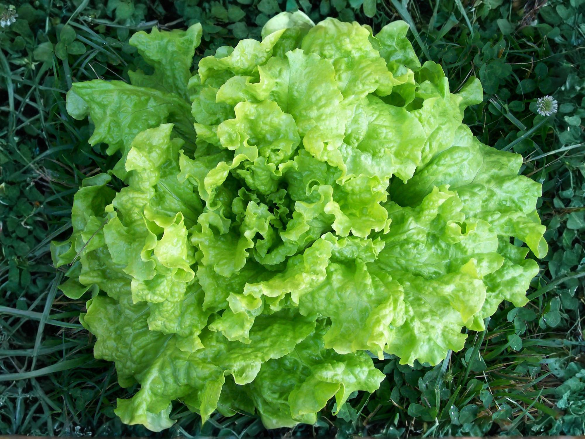 Black Seeded Simpson Lettuce Seeds – Leaf Lettuce, Heirloom Salad Green, Fast-Growing, Non-GMO, 1000 Seeds