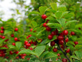Prunus tomentosa Seeds – Nanking Cherry Tree – Edible Fruit & Ornamental Shrub – 10 Seeds