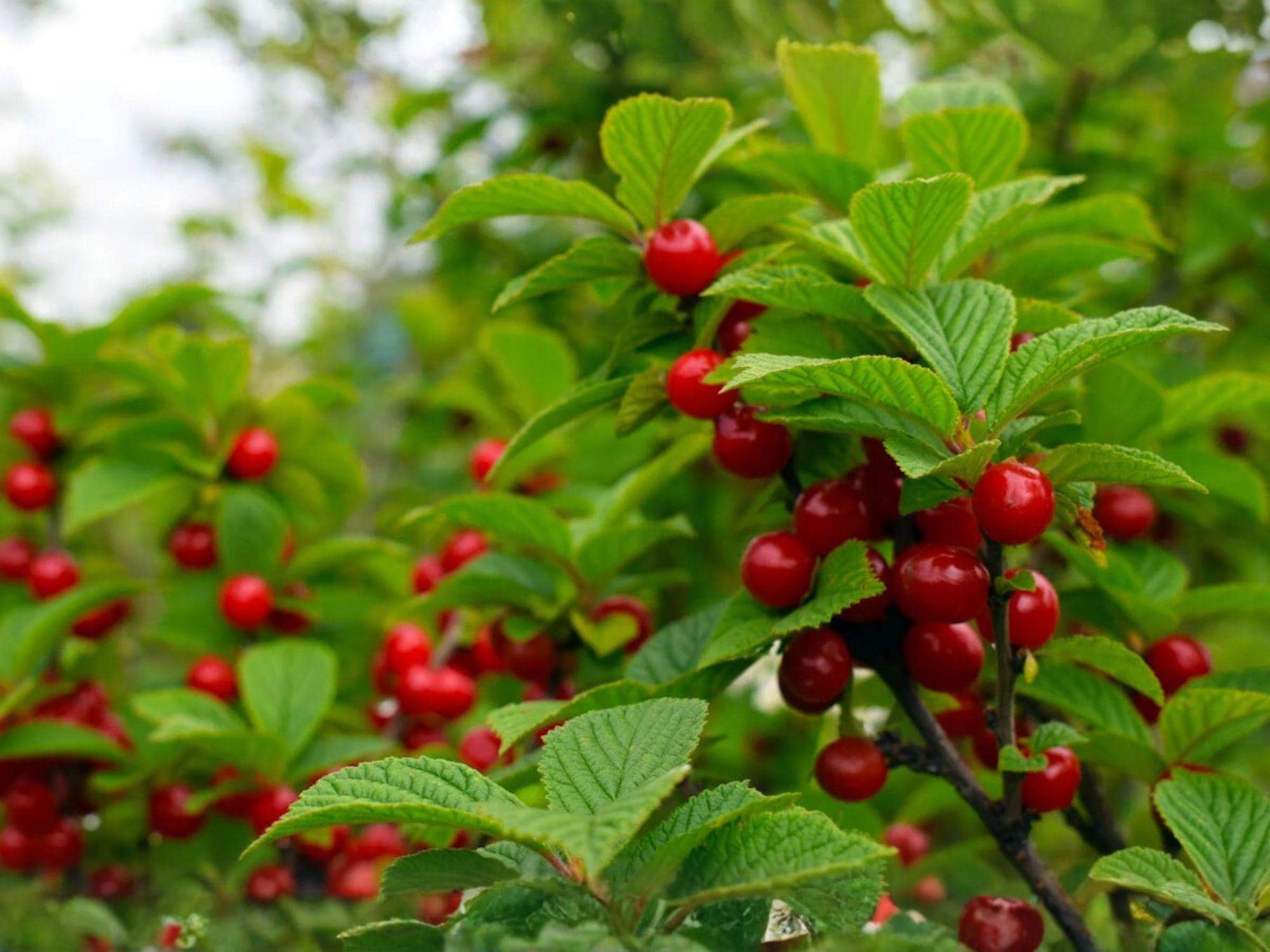 Prunus tomentosa Seeds – Nanking Cherry Tree – Edible Fruit & Ornamental Shrub – 10 Seeds