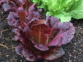 Red Romaine Lettuce Seeds 1000 Count – Heirloom, Non-GMO, Crisp Salad Green Vegetable for Garden, Container & Raised Bed Growing