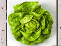 Bibb Lettuce Seeds – Butterhead Type, Heirloom Sweet Salad Green, 1000 Non-GMO Seeds for Garden, Container, and Salad Growing