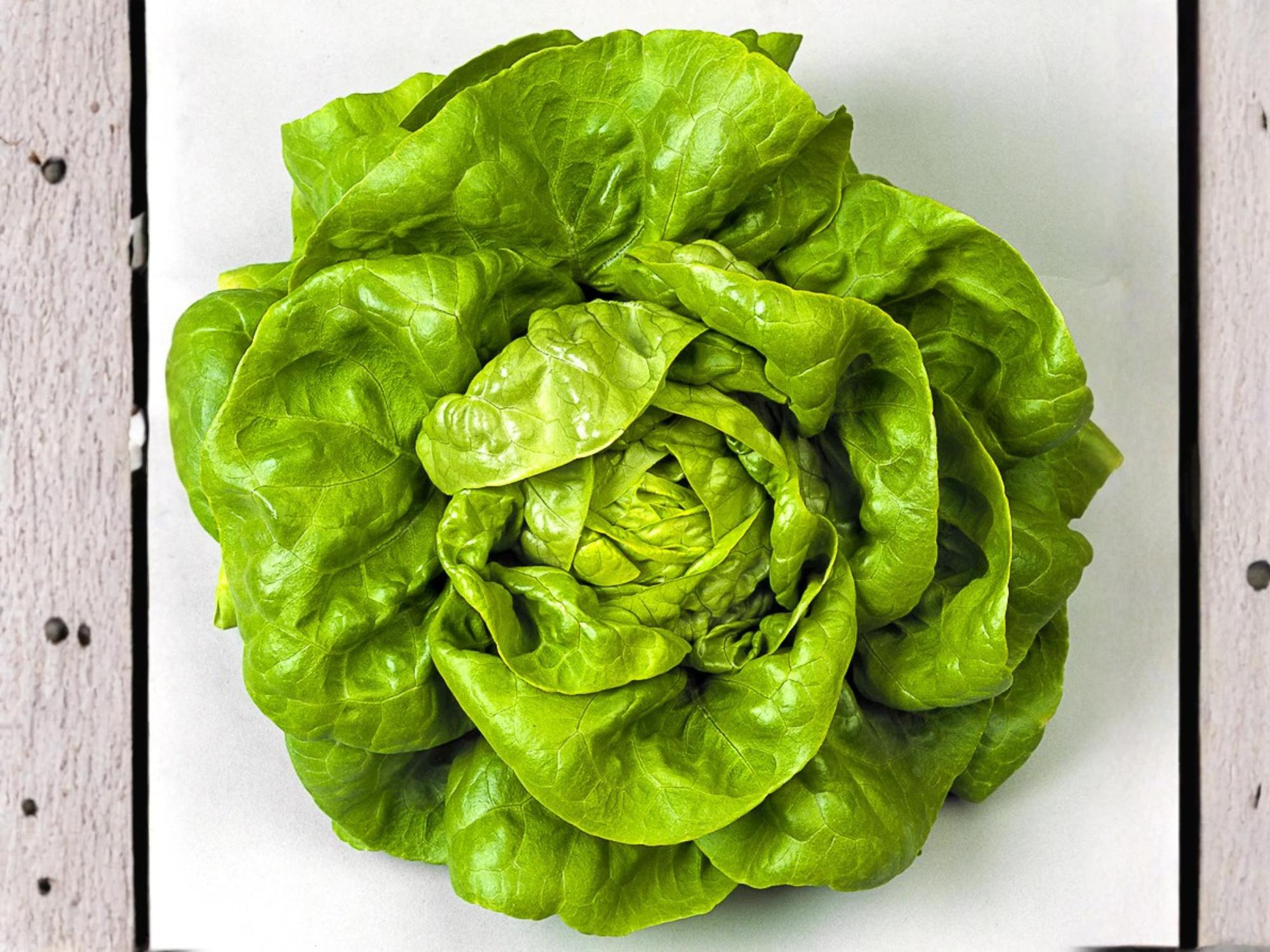 Bibb Lettuce Seeds – Butterhead Type, Heirloom Sweet Salad Green, 1000 Non-GMO Seeds for Garden, Container, and Salad Growing
