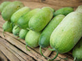 Wax Gourd Vegetable Seeds | Winter Melon | Vining Plant for Garden Beds & Trellis | Benincasa hispida