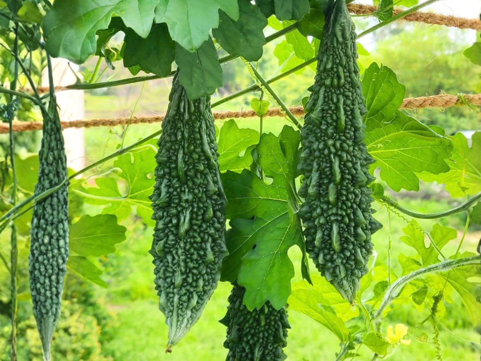 Dark Jade Bitter Melon Hybrid Seeds – Asian Gourd Vegetable, Heat-Tolerant Vine, 5 Seeds
