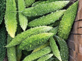Futo Spindle Bitter Gourd Seeds – 5 Open-Pollinated Asian Vegetable, Long Spindle Fruits, Trellis Vine, Gourd Family
