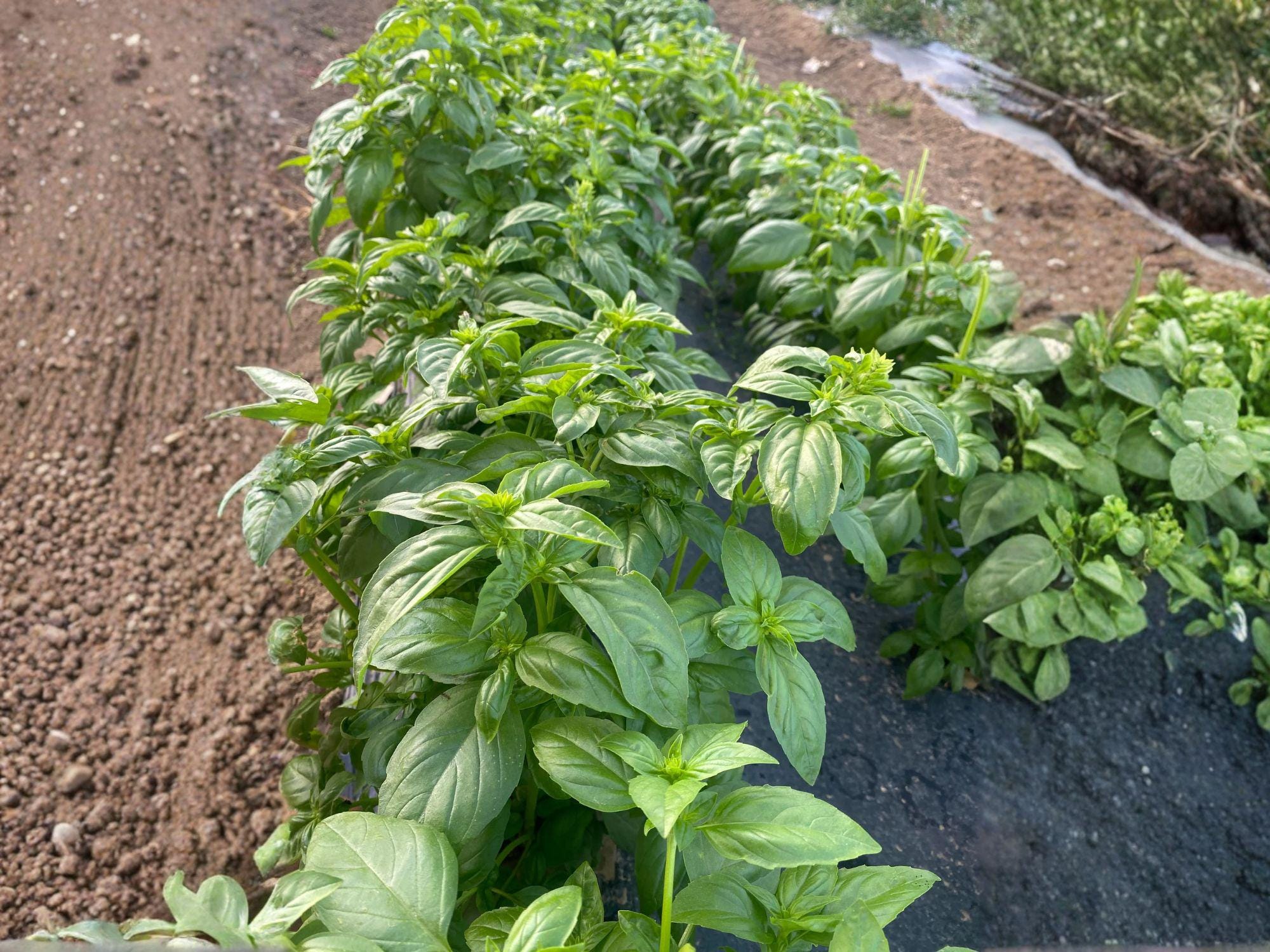 Genovese Basil Herb Seeds – 500 Seeds, Sweet Basil, Ocimum basilicum, Culinary Herb for Garden & Container Planting