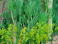 Bouquet Dill Herb Seeds – 500 Anethum graveolens Garden Dill for Container & Garden Planting
