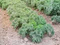 Dwarf Blue Curled Scotch Kale Seeds – Brassica oleracea, Compact Blue-Green Curly Leaf Vegetable, 500 Seeds