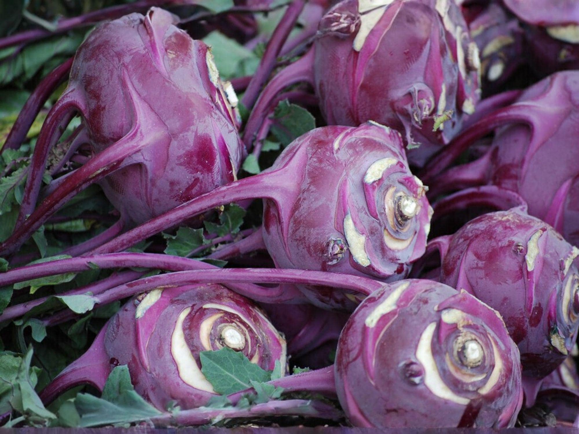 Purple Vienna Kohlrabi Seeds – Brassica oleracea, Vegetable for Garden & Container Growing, 100 Seeds