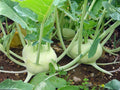 White Vienna Kohlrabi Vegetable Seeds – Brassica oleracea, 100 Seeds for Garden Beds & Containers