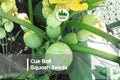 Cue Ball Squash Seeds - 10 Pack, Round Edible Cucurbita pepo, Compact Bush Plant for Small Gardens & Raised Beds