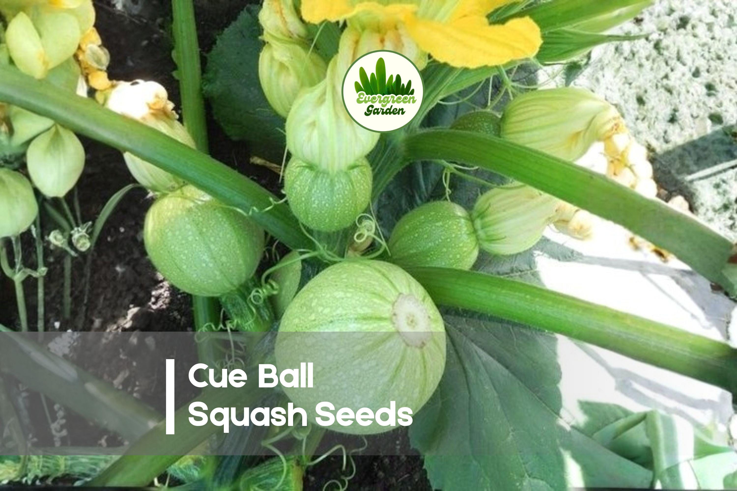 Cue Ball Squash Seeds - 10 Pack, Round Edible Cucurbita pepo, Compact Bush Plant for Small Gardens & Raised Beds