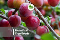 10 Plum Fruit Tree Seeds - Prunus domestica, Grow Juicy Sweet Plums & Spring Blooms for Garden, Orchard, Bonsai