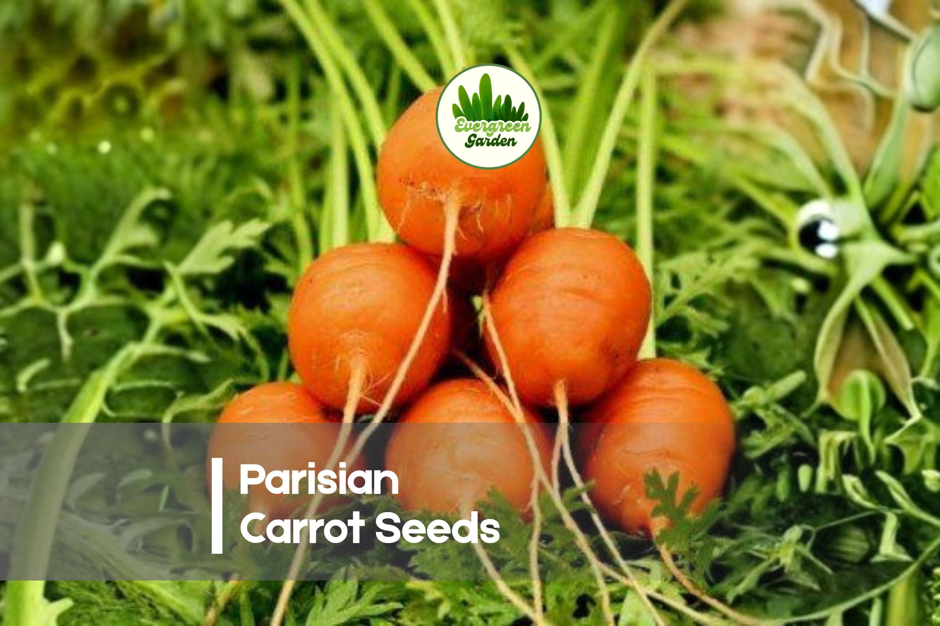 250 Parisian Carrot Seeds - Heirloom Non-GMO Daucus carota Round Root Vegetable for Small Gardens & Containers