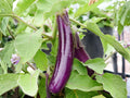 Long Purple Eggplant Seeds – Heirloom Slender Purple Fruits for Home Garden & Containers | Solanum melongena