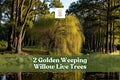 Golden Weeping Willow Live Trees - Ornamental Landscape, Arching Branches, Salix species, 2 Pack