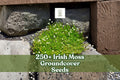 Irish Moss Groundcover Seeds, Sagina subulata, Ornamental Low-Growing Plant for Gardens, Pathways & Rock Gardens, 250+ Seeds