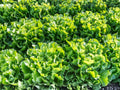 Broadleaf Batavian Endive Seeds – 1000 Vegetable Seeds for Escarole, Salad Greens, Cool-Season Vegetables, Home Garden