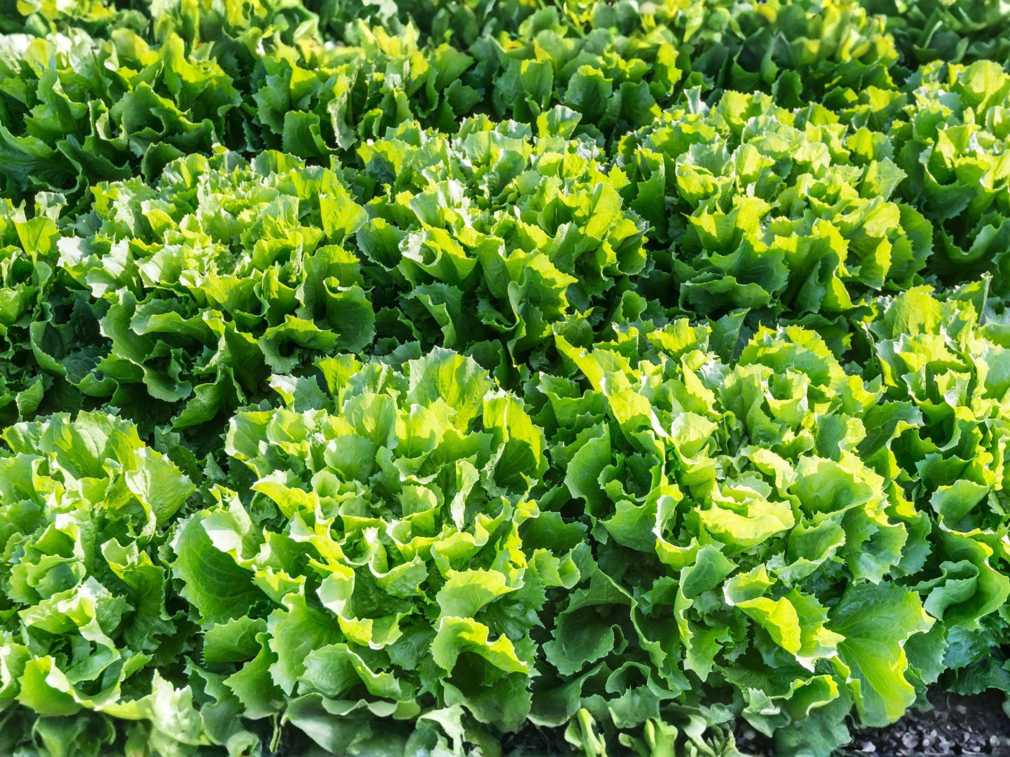Broadleaf Batavian Endive Seeds – 1000 Vegetable Seeds for Escarole, Salad Greens, Cool-Season Vegetables, Home Garden