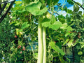 Cucuzzi Gourd Seeds, Italian Edible Gourd, Long Light Green Fruits, Lagenaria siceraria, 10 Seeds
