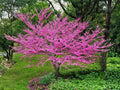 Chinese Redbud Tree Seeds – Cercis chinensis Pink Spring Blooms, Ornamental Deciduous Tree, Garden Landscaping, Bonsai