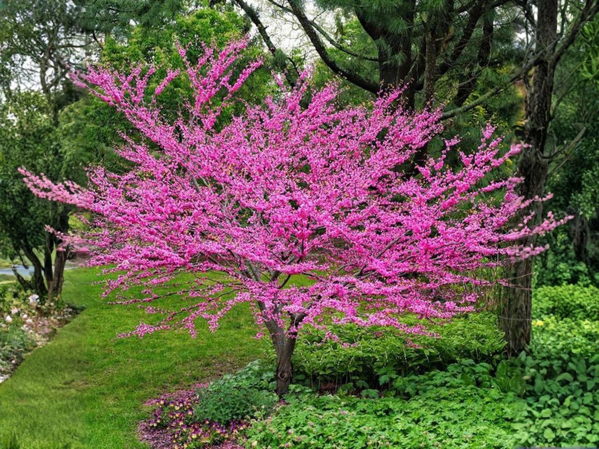 Chinese Redbud Tree Seeds – Cercis chinensis Pink Spring Blooms, Ornamental Deciduous Tree, Garden Landscaping, Bonsai