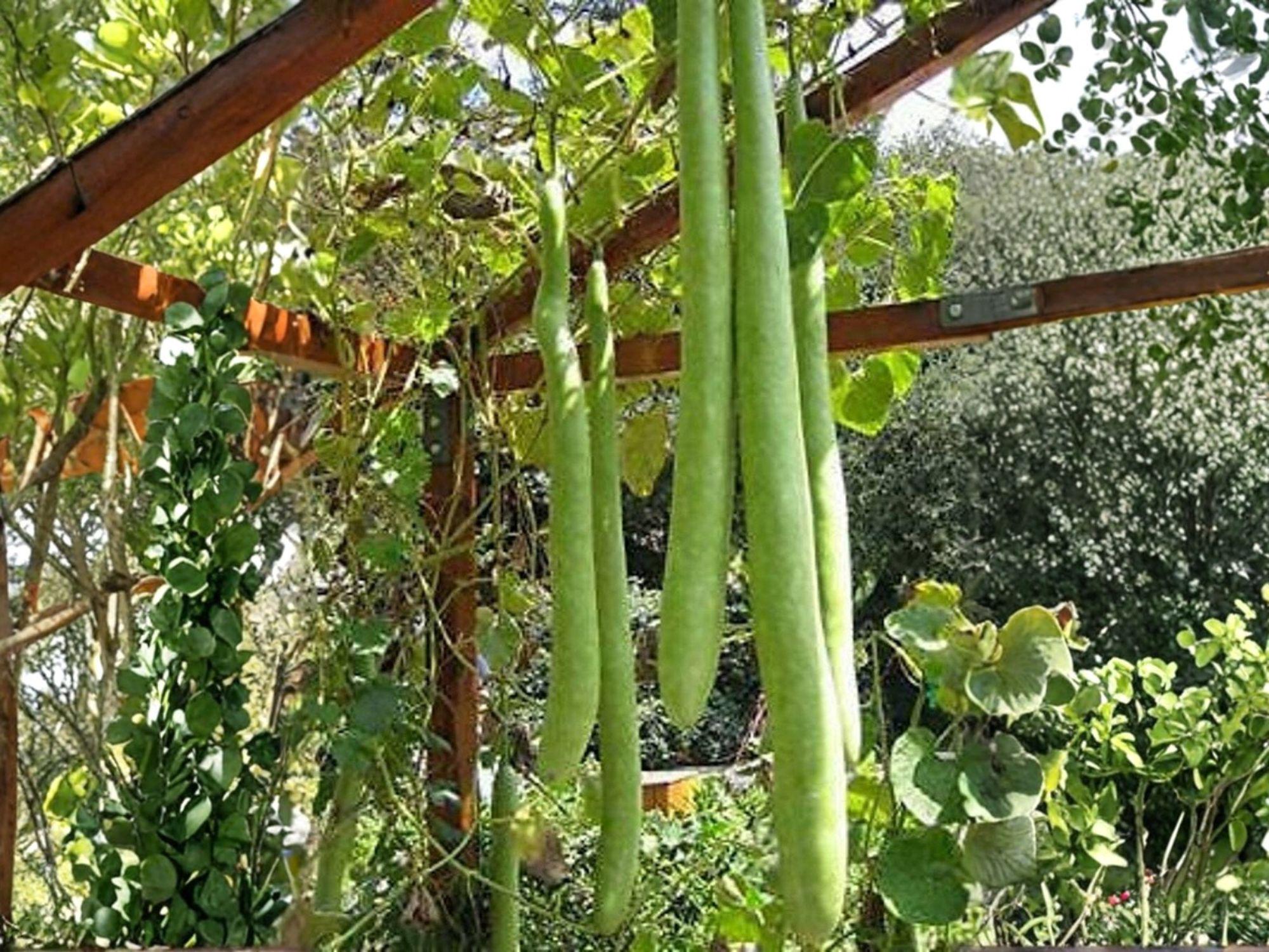 Snake Gourd Seeds - Lagenaria siceraria, Edible Asian Vegetable, Long Curved Fruit, Tropical Vining Plant, Open-Pollinated, 10 Seeds