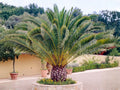 Canary Island Date Palm Seeds – Phoenix canariensis Tropical Ornamental Palm Tree Seeds for Landscaping & Garden