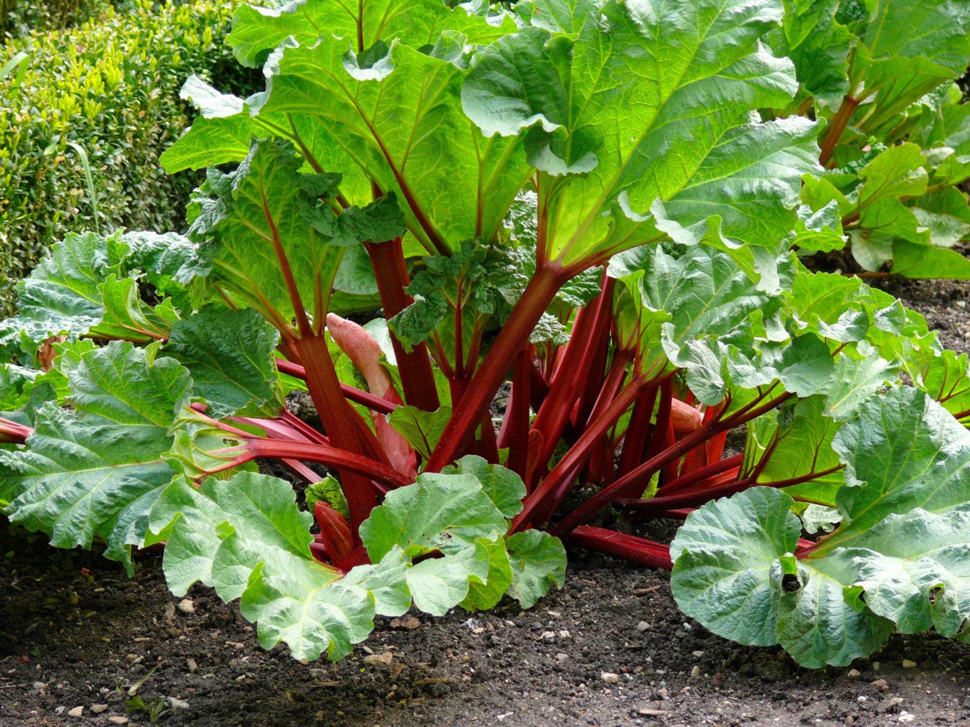 Victoria Rhubarb Seeds – Heirloom Perennial Vegetable, Rheum Rhabarbarum, 25 Seeds for Pies, Jams, and Sauces