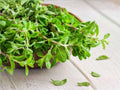 Sweet Marjoram Herb Seeds - 500 Culinary Seeds for Growing Origanum majorana, Aromatic, Mild Flavor, Culinary Herb, Kitchen Garden
