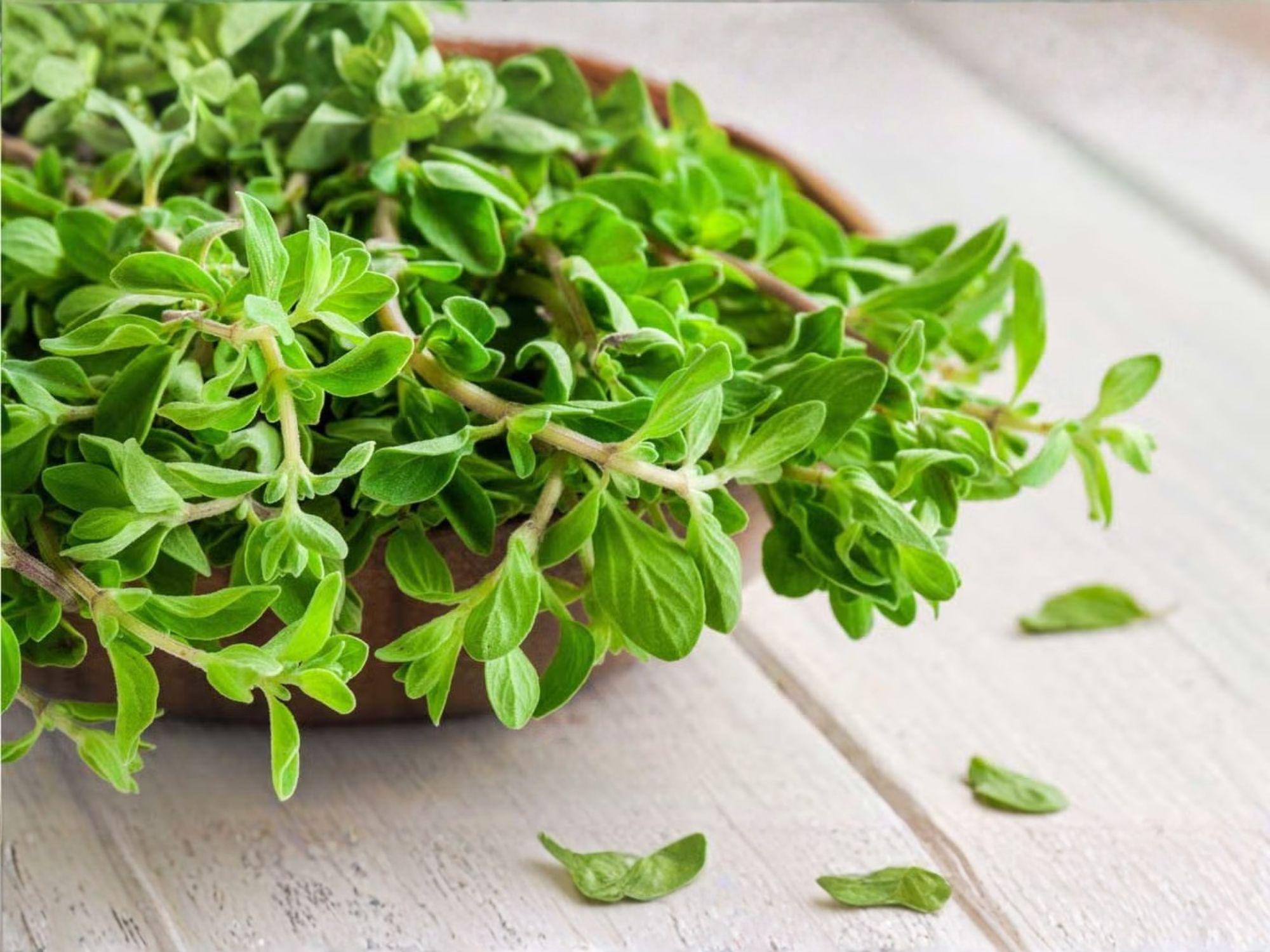 Sweet Marjoram Herb Seeds - 500 Culinary Seeds for Growing Origanum majorana, Aromatic, Mild Flavor, Culinary Herb, Kitchen Garden