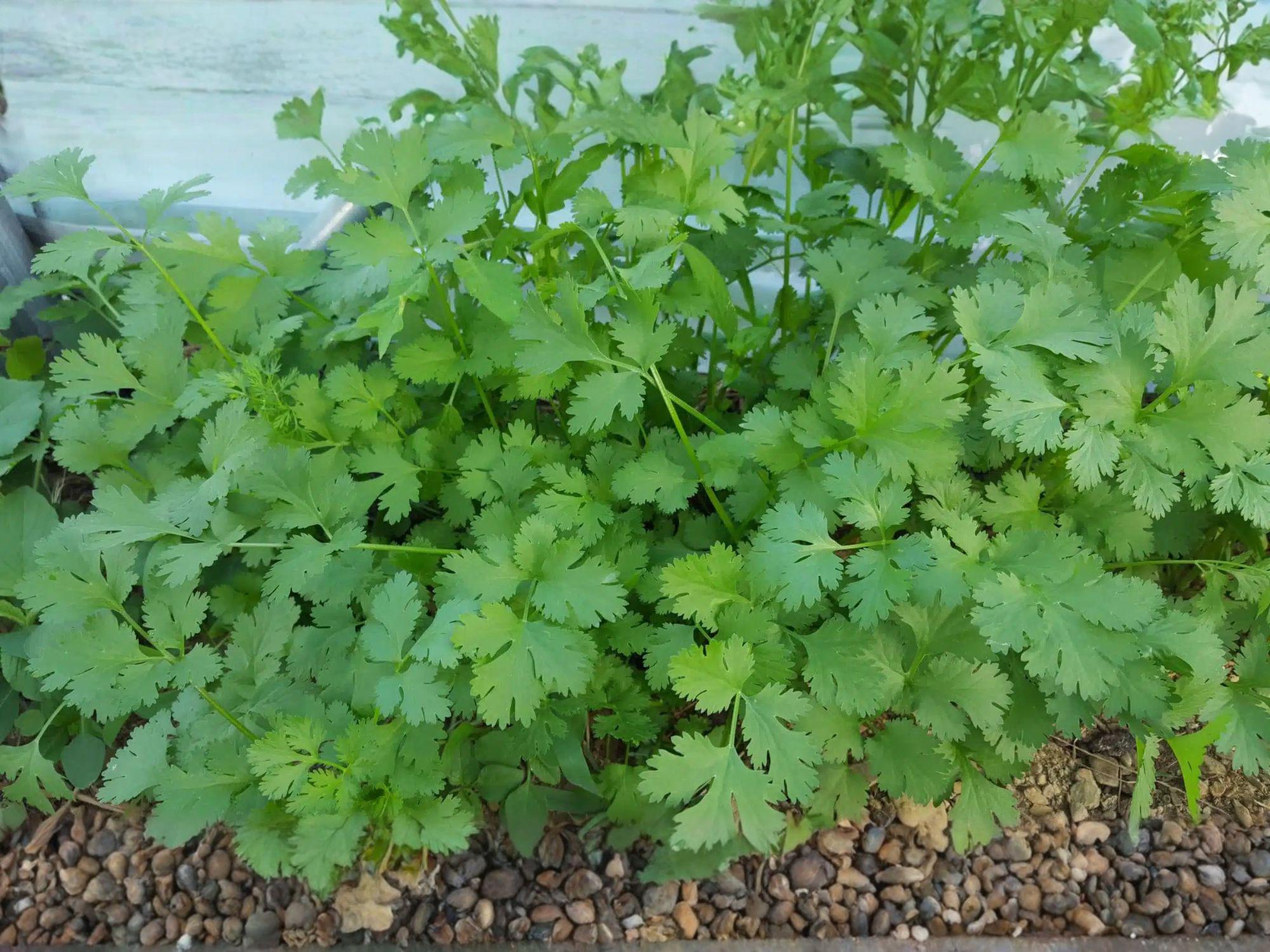 Cilantro Seeds – Slow Bolt Coriander Herb for Fresh Culinary Use – 100 Open-Pollinated Seeds