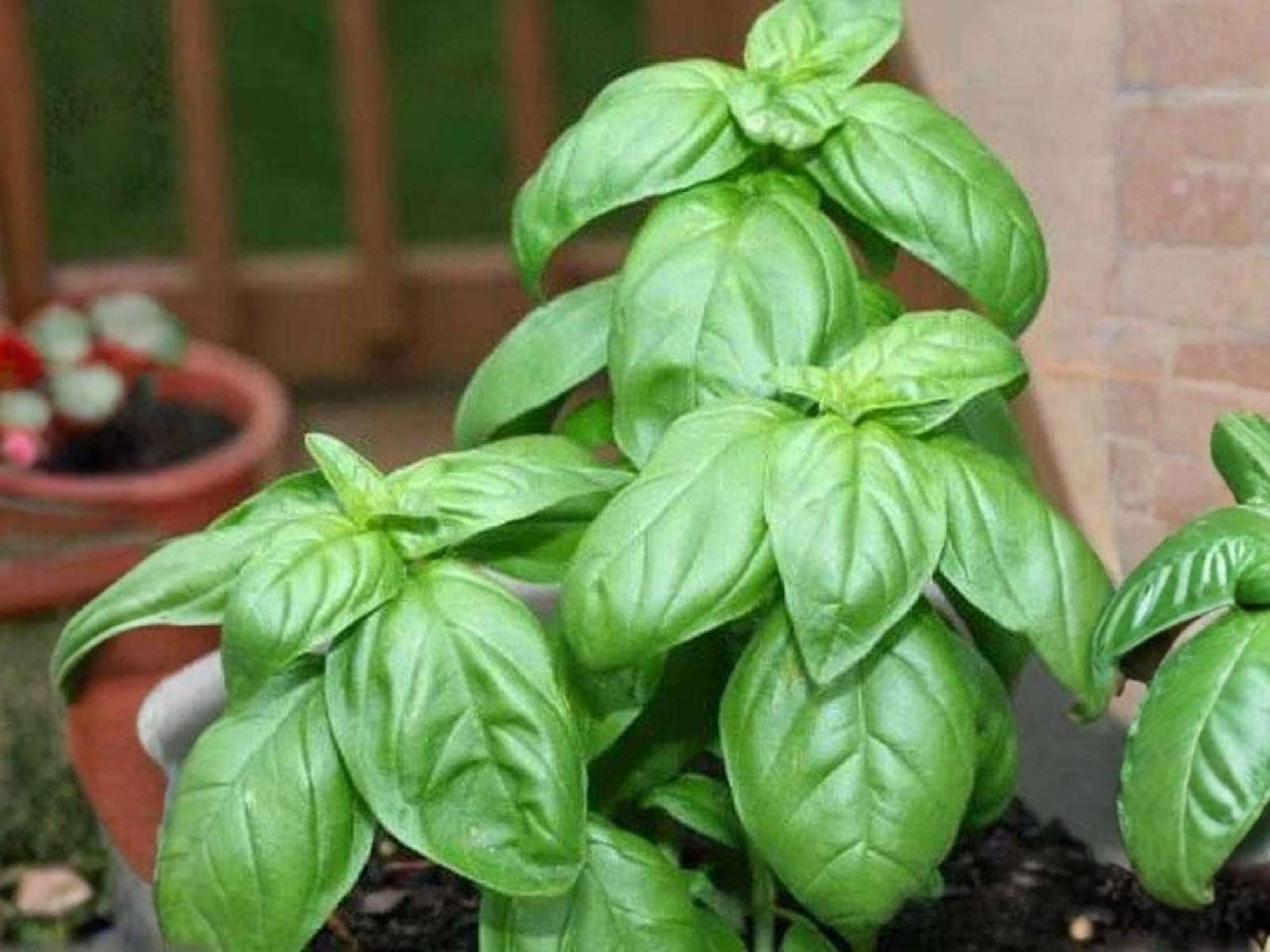 Genovese Basil Seeds – Classic Italian Herb for Pesto, Aromatic Green Leaves, 500 Open-Pollinated Seeds