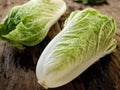 Kogane Chinese Cabbage Seeds - 500 Pack, Napa Asian Vegetable with Tender Pale Green Leaves and White Ribs