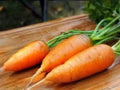 Chantenay Red Cored Carrots Seeds - Heirloom Short Carrot for Heavy Soil, Sweet Flavor, 500 Seeds
