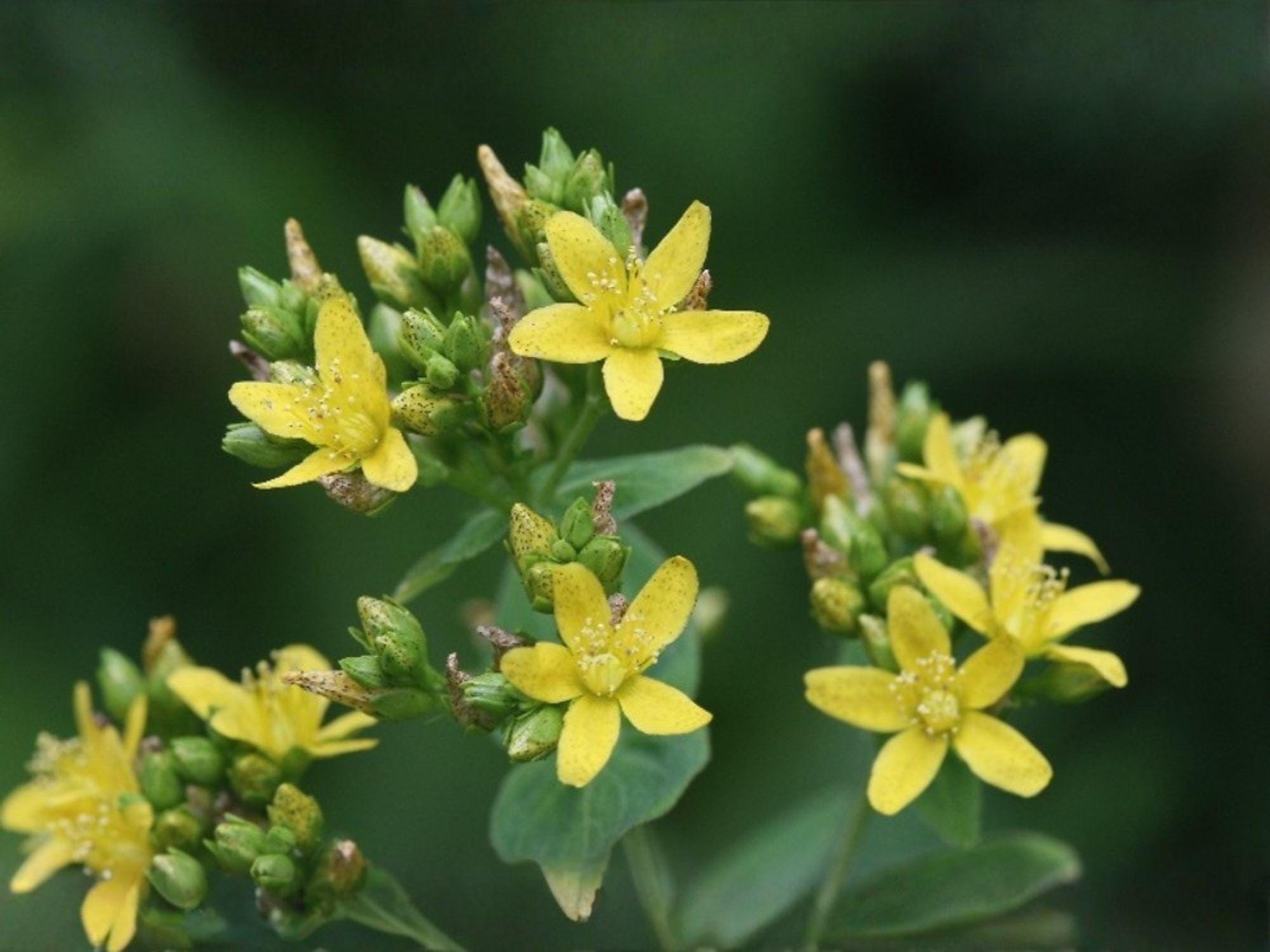 Dotted St John's Wort Seeds – Hypericum punctatum, Medicinal Herb, Pollinator Friendly, Native Wildflower, 500 Seeds