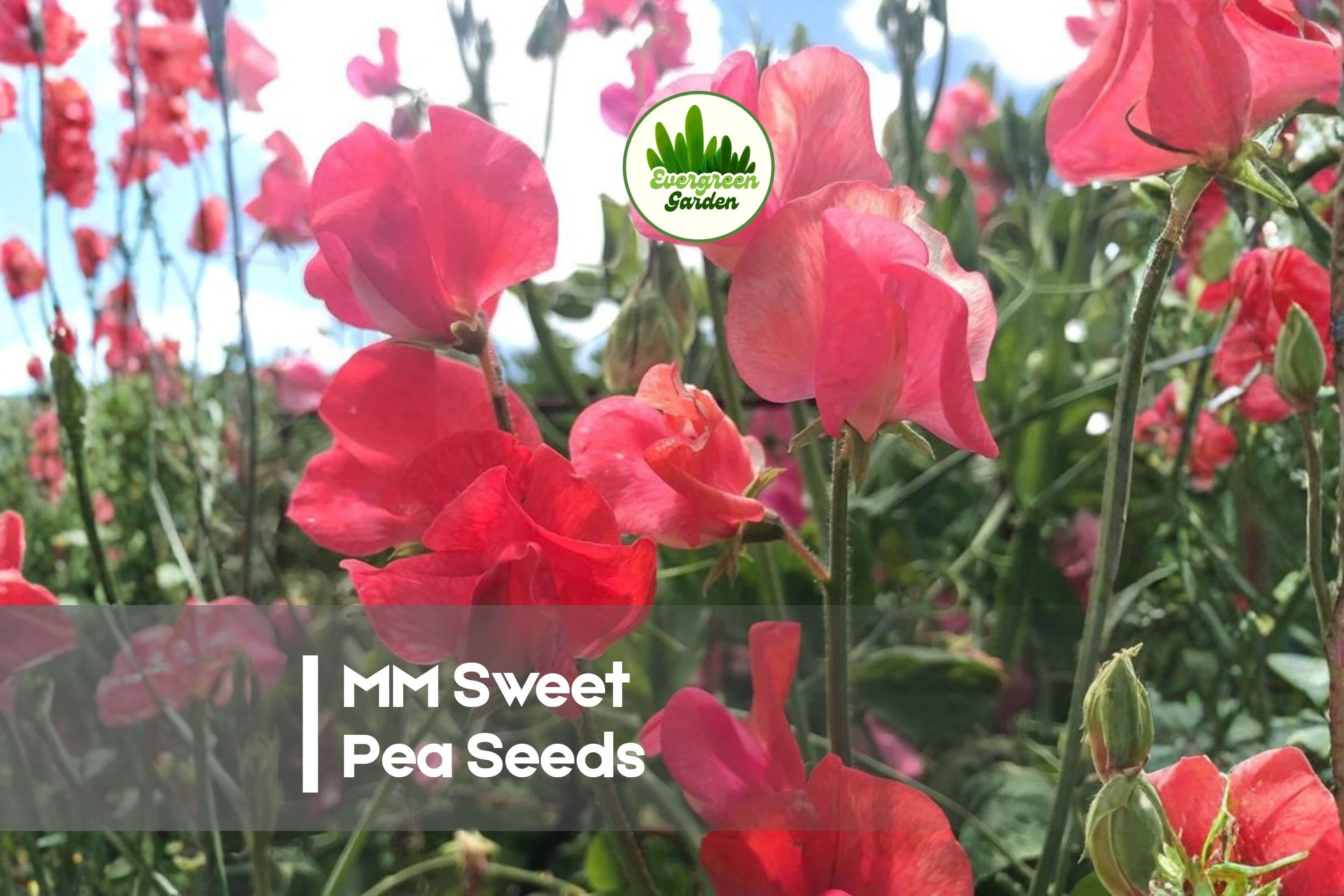 Sweet Pea Seeds - 50+ MM Climbing Vine, Fragrant Flowers, Mixed Colors, Lathyrus odoratus
