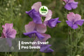 Sweet Pea Seeds, Erewhon Variety, Bi-Color Lavender & Purple, Climbing Flowering Vine, Lathyrus odoratus