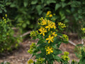 Hypericum punctatum Seeds – Native Yellow Wildflower Perennial Plant for Gardens & Pollinator Habitats (500 Seeds)