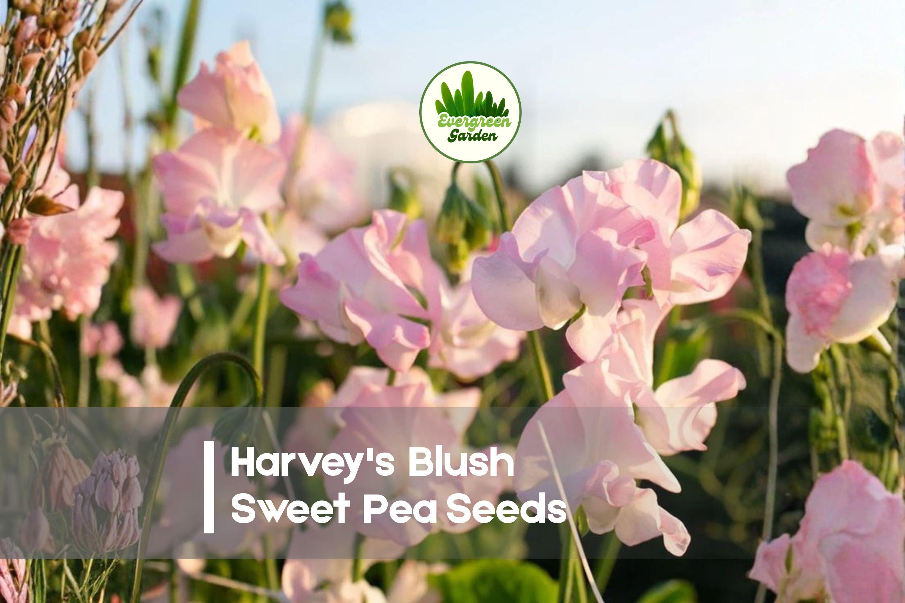 Harvey's Blush Sweet Pea Seeds – Climbing Vine, Pink Fragrant Blooms, Lathyrus odoratus, Garden, Cut Flowers, Annual Plant